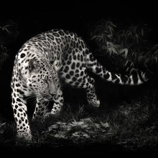 Black leopard wallpaper