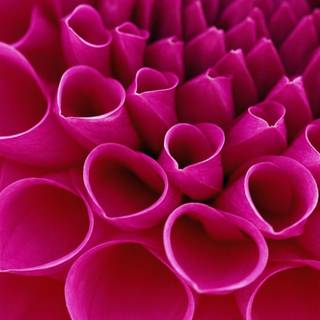 Flower image wallpaper