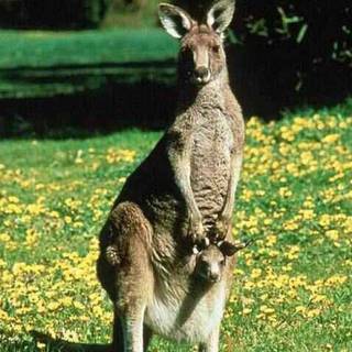 Kangaroo wallpaper