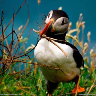 Puffin wallpaper