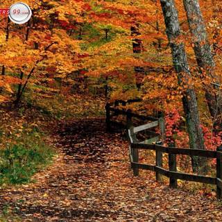 Fall color wallpaper