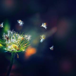 Dandelion wallpaper