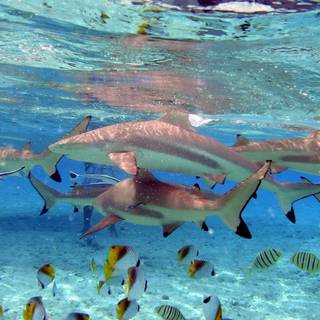 Bora Bora backgrounds