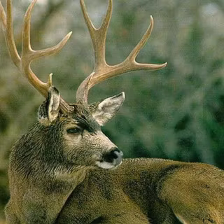 Mule deer wallpaper