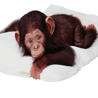 Cute monkey wallpaper