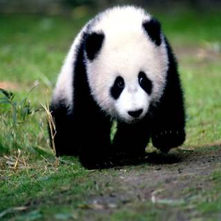 Baby panda wallpaper