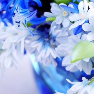 Flowers HD wallpaper