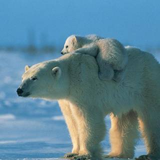 Polar bear wallpaper