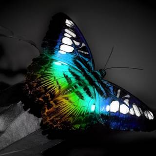 Beautiful butterfly wallpaper