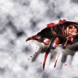 Freddy Krueger wallpaper
