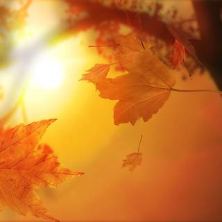 3D fall wallpaper