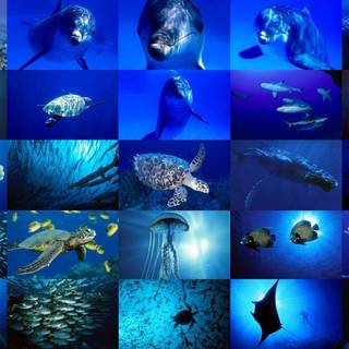 Sea life wallpaper