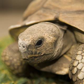 Tortoise image