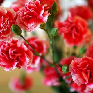 Carnation wallpaper