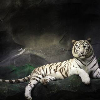 White tigers wallpaper