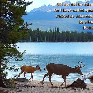 Bible scriptures wallpaper