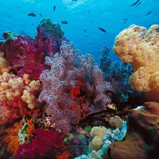 Coral reef backgrounds