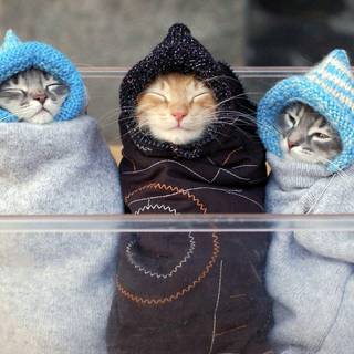 Funny kitten wallpaper