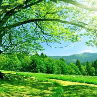 High definition pictures nature