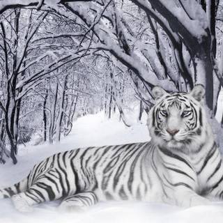 White tiger screensavers