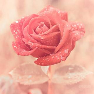 Pictures of rose flowers