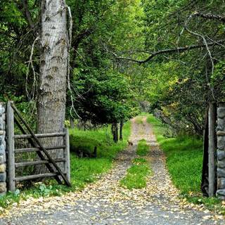 Garden desktop wallpaper