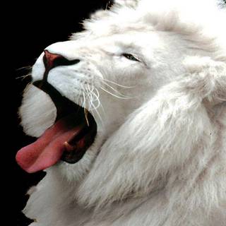 White lion wallpaper