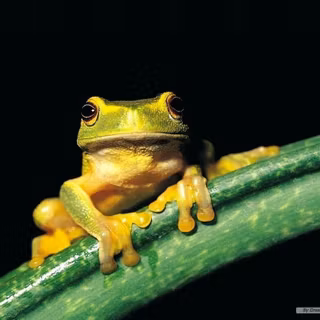Frog wallpaper