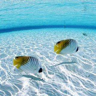 Water desktop background