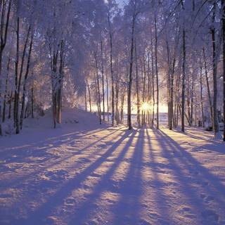 Snowy forest wallpaper