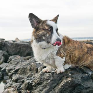 Welsh corgi wallpaper