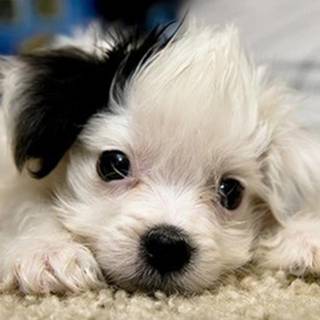 Pictures of cute puppies for free