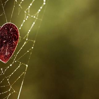 Spider web wallpaper