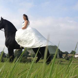 Black horse pics