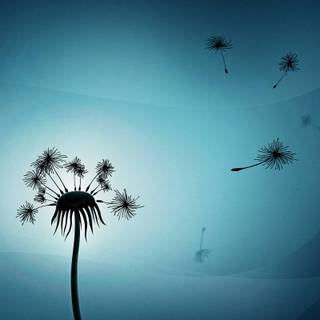 Dandelion backgrounds
