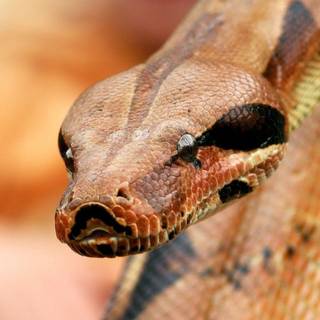 Lacie Heart wallpaper