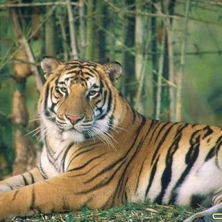 Tiger wallpaper free