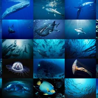 Sea life wallpaper