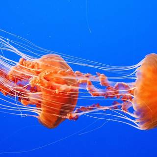 Jellyfish wallpaper