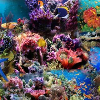 Coral reef background