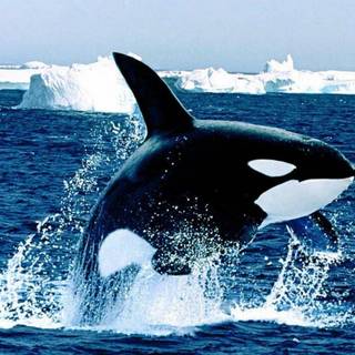 Orca whale wallpaper