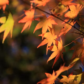 Free fall scenery wallpaper