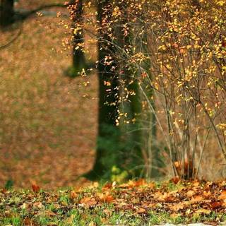 HD wallpaper 1080p nature