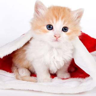 Kitten desktop wallpaper