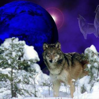 Wallpaper of wolfs