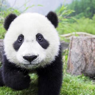 Baby panda wallpaper