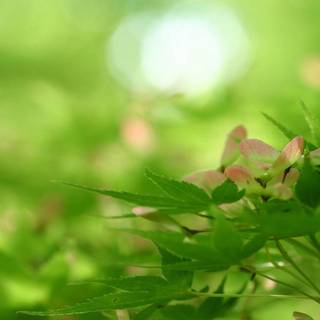 Nature wallpaper for PC