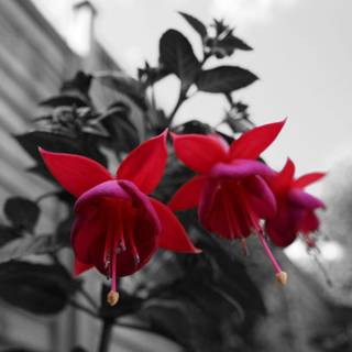 Pretty desktop wallpaper