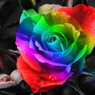 Rose images wallpaper