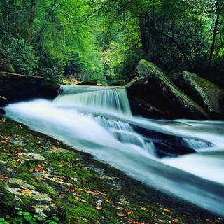 Forest waterfall wallpaper